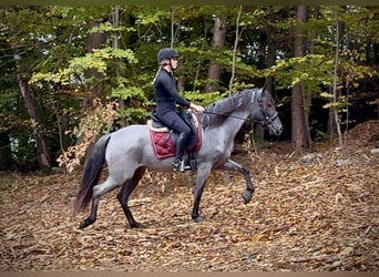 Cruzado, Jument, 4 Ans, 153 cm, Rouan bleu
