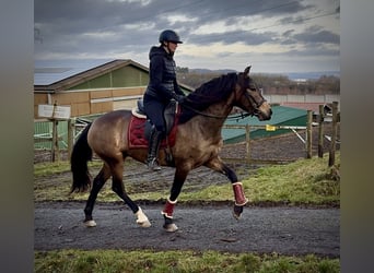 Cruzado, Jument, 4 Ans, 157 cm, Isabelle