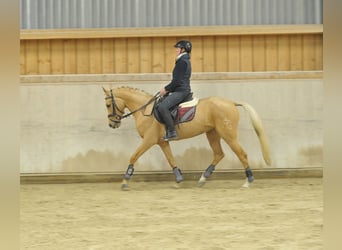 Cruzado, Jument, 4 Ans, 158 cm, Palomino