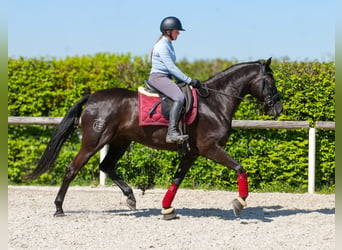 Cruzado, Jument, 4 Ans, 160 cm, Noir