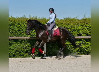 Cruzado, Jument, 4 Ans, 160 cm, Noir