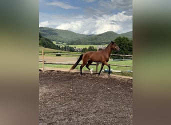 Cruzado, Jument, 4 Ans, 162 cm, Bai