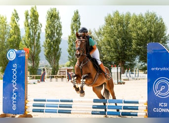 Cruzado, Jument, 4 Ans, 165 cm, Bai