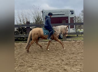 Cruzado, Jument, 5 Ans, 152 cm, Dunalino