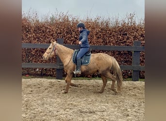 Cruzado, Jument, 5 Ans, 152 cm, Dunalino