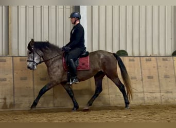 Cruzado, Jument, 5 Ans, 155 cm, Aubère