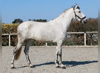 Cruzado, Jument, 5 Ans, 155 cm