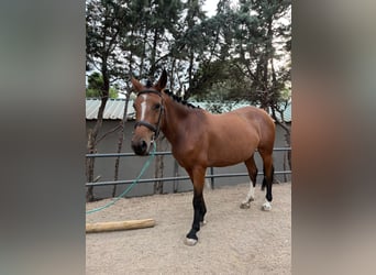 Cruzado, Jument, 5 Ans, 156 cm, Bai cerise
