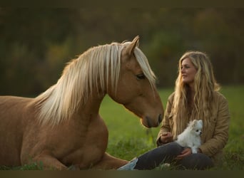 Cruzado, Jument, 5 Ans, 158 cm, Perle