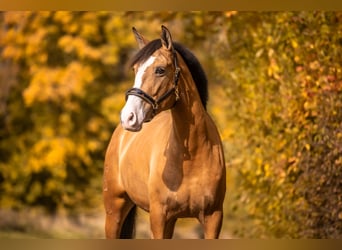 Cruzado, Jument, 5 Ans, 160 cm, Buckskin