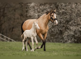 Cruzado, Jument, 5 Ans, 160 cm, Buckskin