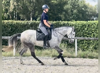 Cruzado, Jument, 5 Ans, 160 cm, Gris pommelé