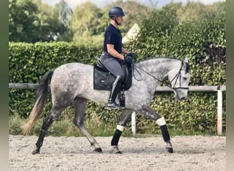 Cruzado, Jument, 5 Ans, 160 cm, Gris pommelé