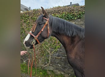 Cruzado, Jument, 5 Ans, 161 cm, Noir