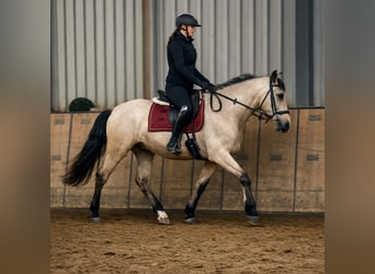 Cruzado, Jument, 5 Ans, Isabelle