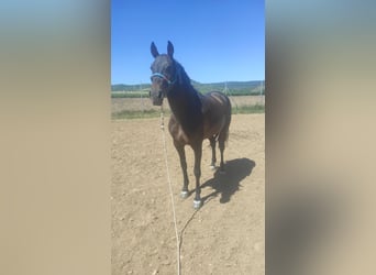 Cruzado, Jument, 5 Ans, Roan-Bay