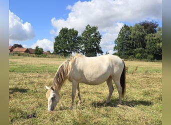 Cruzado, Jument, 6 Ans, 147 cm, Champagne
