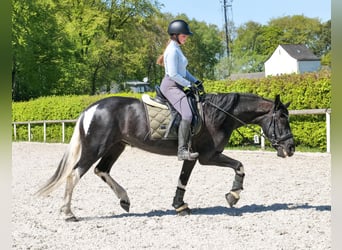 Cruzado, Jument, 6 Ans, 150 cm, Pinto