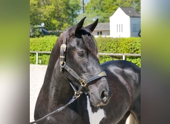 Cruzado, Jument, 6 Ans, 150 cm, Pinto