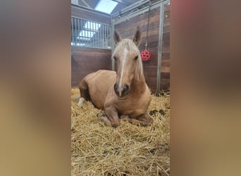 Cruzado, Jument, 6 Ans, 151 cm, Palomino