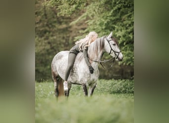 Cruzado Croisé, Jument, 7 Ans, 155 cm, Gris