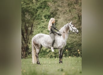 Cruzado Croisé, Jument, 7 Ans, 155 cm, Gris