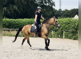 Cruzado, Jument, 7 Ans, 160 cm, Isabelle