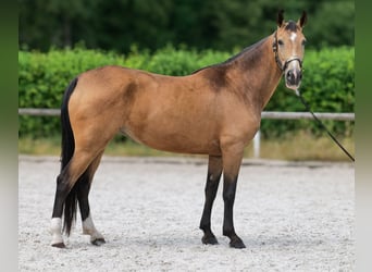 Cruzado, Jument, 7 Ans, 160 cm, Isabelle