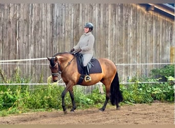 Cruzado, Jument, 7 Ans, 162 cm, Isabelle