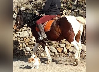 Cruzado, Jument, 8 Ans, 155 cm, Gris