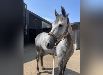 Cruzado, Jument, 8 Ans, 160 cm, Rouan bleu