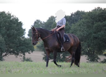 Cruzado, Jument, 8 Ans, 162 cm, Bai brun