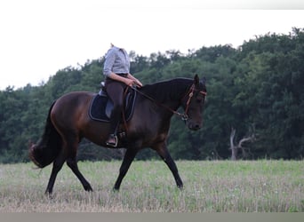 Cruzado, Jument, 8 Ans, 162 cm, Bai brun