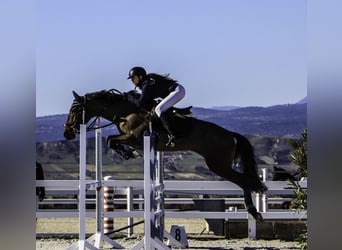 Cruzado, Jument, 8 Ans