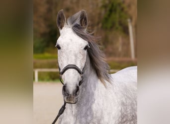Cruzado, Jument, 9 Ans, 155 cm, Gris moucheté