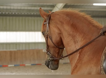 Cruzado, Jument, 9 Ans, 162 cm, Alezan