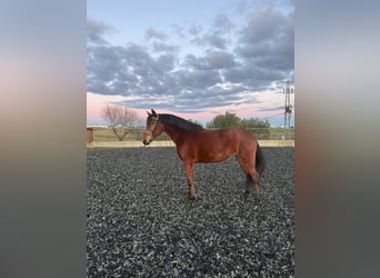 Cruzado, Jument, 9 Ans, 162 cm, Bai