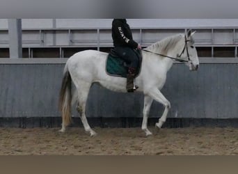 Cruzado, Klacz, 11 lat, 162 cm, Siwa