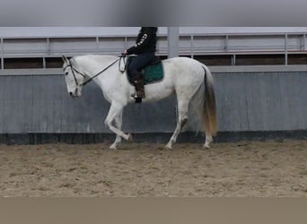 Cruzado, Klacz, 11 lat, 162 cm, Siwa