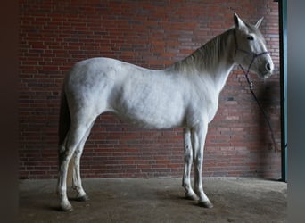 Cruzado, Klacz, 11 lat, 162 cm, Siwa