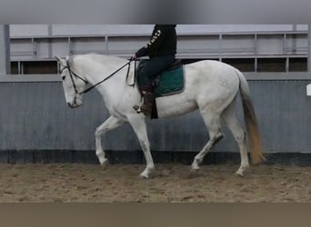 Cruzado, Klacz, 11 lat, 162 cm, Siwa