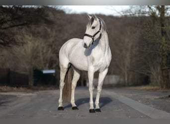 Cruzado, Klacz, 12 lat, 156 cm, Siwa