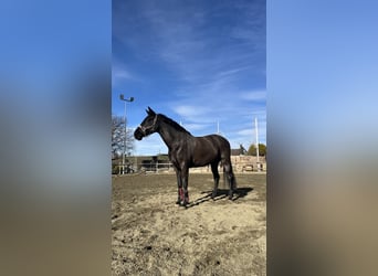 Cruzado, Klacz, 14 lat, 160 cm, Kara
