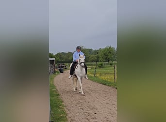 Cruzado, Klacz, 15 lat, 160 cm, Siwa