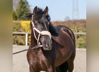 Cruzado, Klacz, 3 lat, 150 cm, Kara
