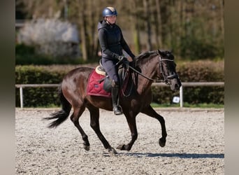 Cruzado, Klacz, 3 lat, 150 cm, Kara