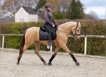 Cruzado, Klacz, 3 lat, 158 cm, Bułana