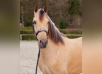 Cruzado, Klacz, 3 lat, 158 cm, Bułana