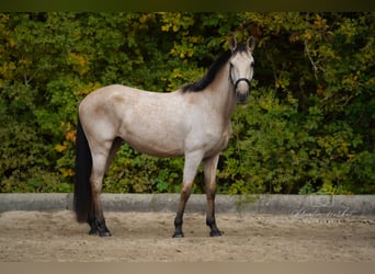 Cruzado, Klacz, 4 lat, 152 cm, Bułana
