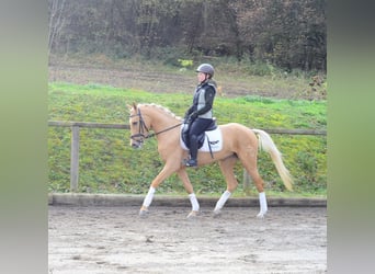 Cruzado, Klacz, 4 lat, 158 cm, Izabelowata